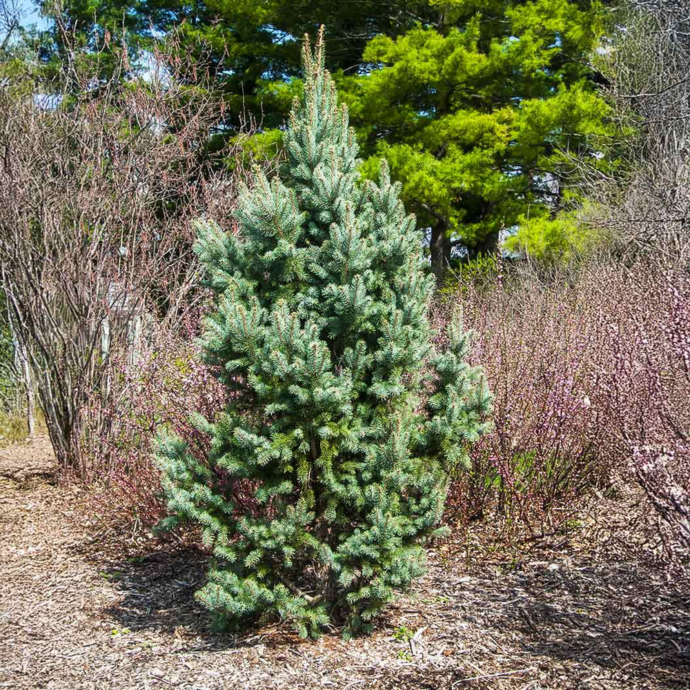 Blue Totem Spruce Tree