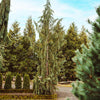 Blue Weeping Alaskan Cedar
