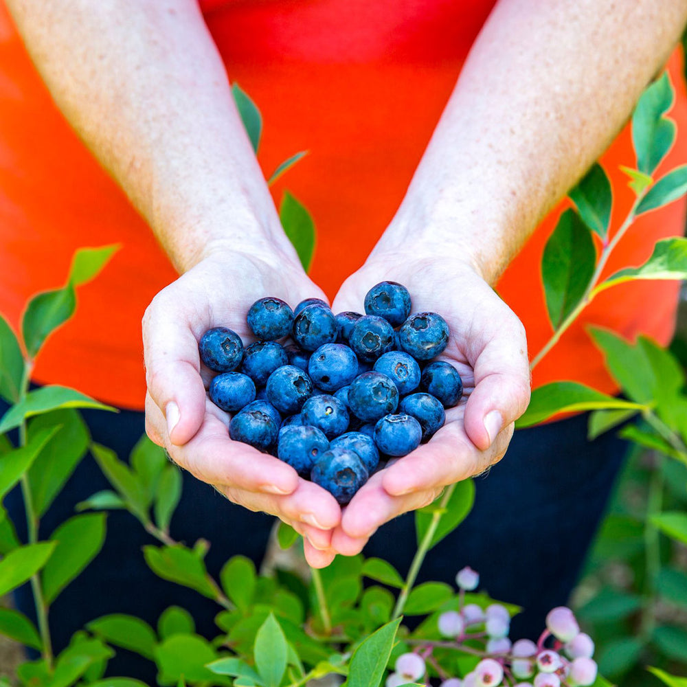 Southern Living® DownHome Harvest® Bless Your Heart® Blueberry Shrub