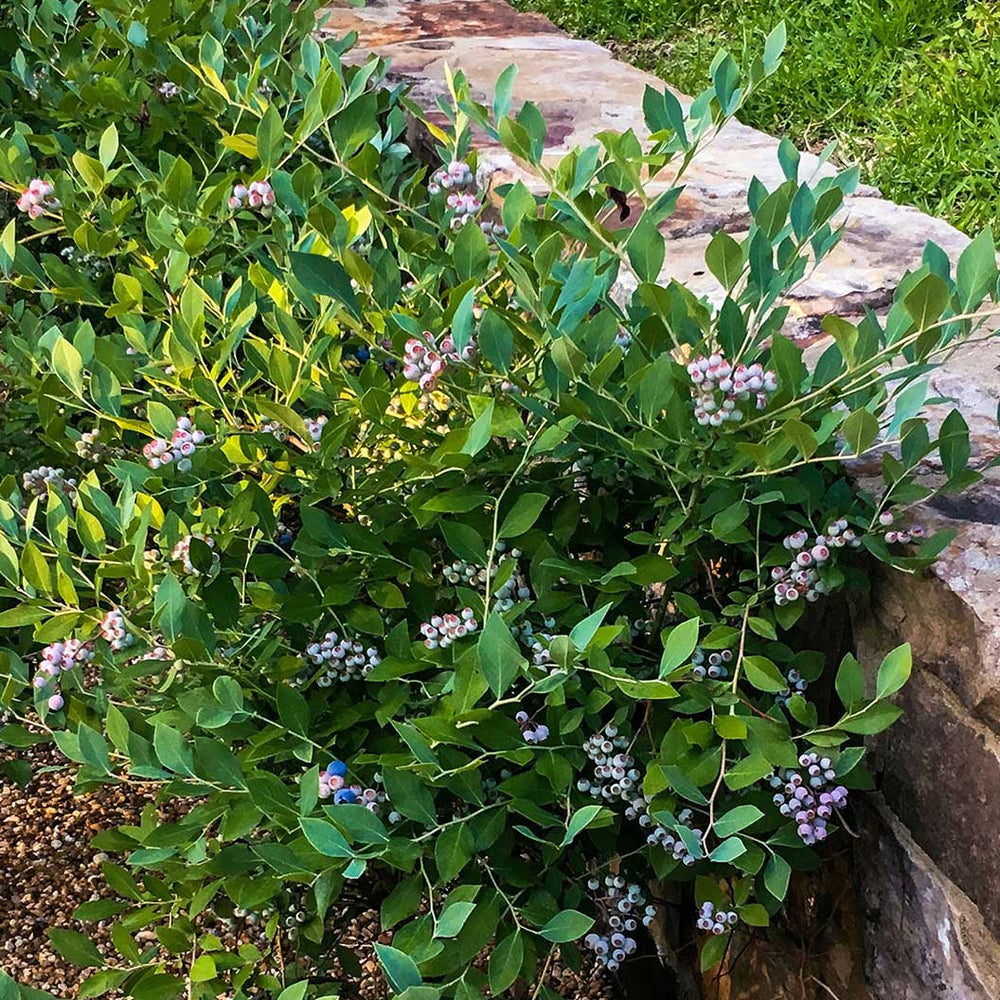 Southern Living® Downhome Harvest® Hello Darlin® Blueberry Shrub