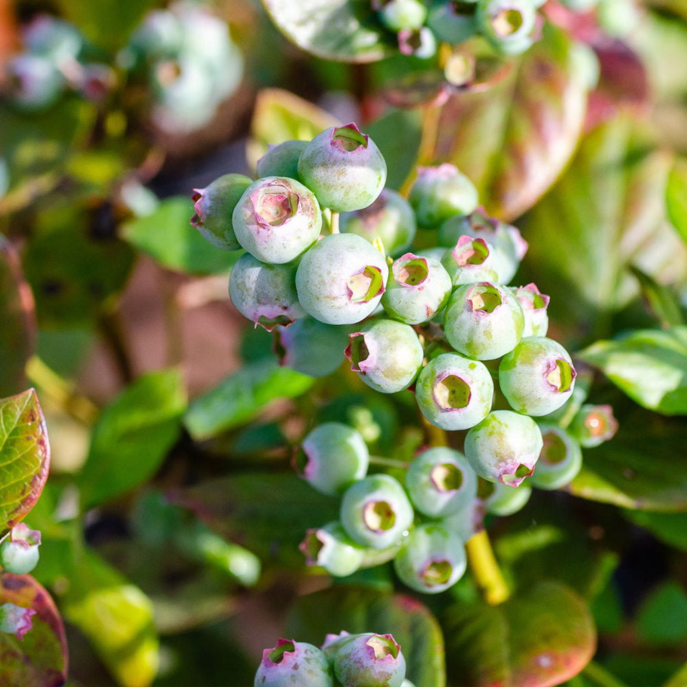 Southern Living® Downhome Harvest® Hello Darlin® Blueberry Shrub