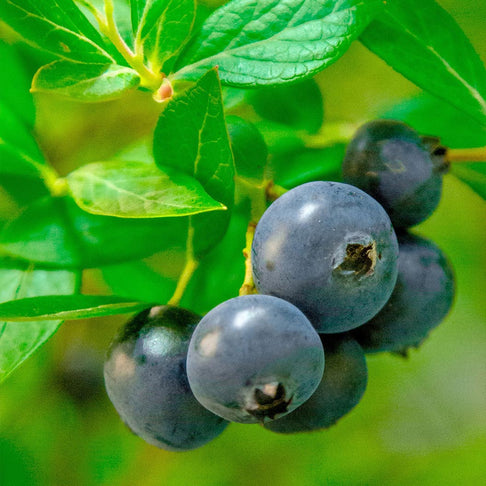 Southern Living® Downhome Harvest® Hello Darlin® Blueberry Shrub