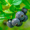 Southern Living® Downhome Harvest® Hello Darlin® Blueberry Shrub