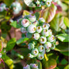 Southern Living® DownHome Harvest® I Declare™ Blueberry Shrub