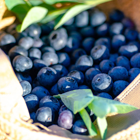 Southern Living® DownHome Harvest® I Declare™ Blueberry Shrub