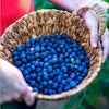 Southern Living® DownHome Harvest® I Declare™ Blueberry Shrub