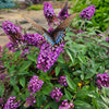 Blueberry Pie Butterfly Bush