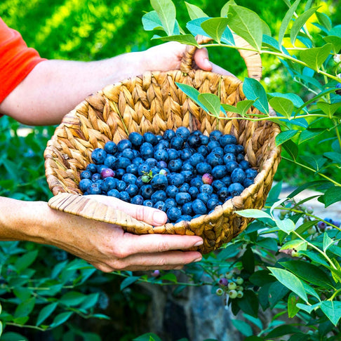 Southern Living® DownHome Harvest® Takes The Cake® Blueberry Shrub