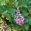 Southern Living® DownHome Harvest® Takes The Cake® Blueberry Shrub