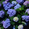 Garden District Blushing Blues™  Hydrangea Bush