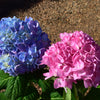 Garden District Blushing Blues™  Hydrangea Bush