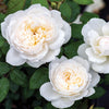 Bloomables® Bolero Rose