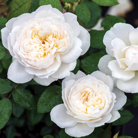 Bloomables® Bolero Rose