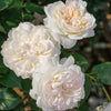 Bloomables® Bolero Rose