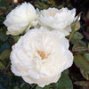 Bloomables® Bolero Rose