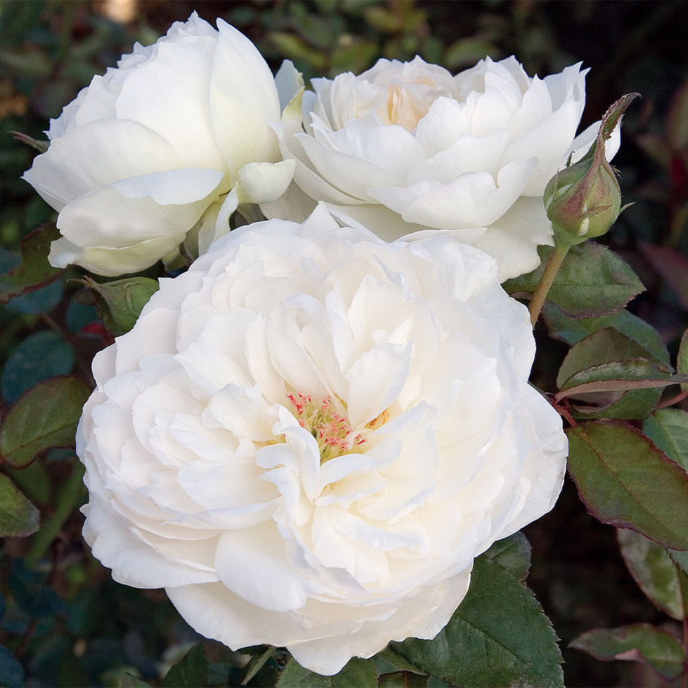 Bloomables® Bolero Rose
