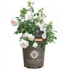 Bloomables® Bolero Rose