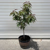 Bonfire Patio Peach Tree