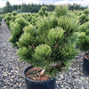 Iseli® Irish Bell Bosnian Pine Tree