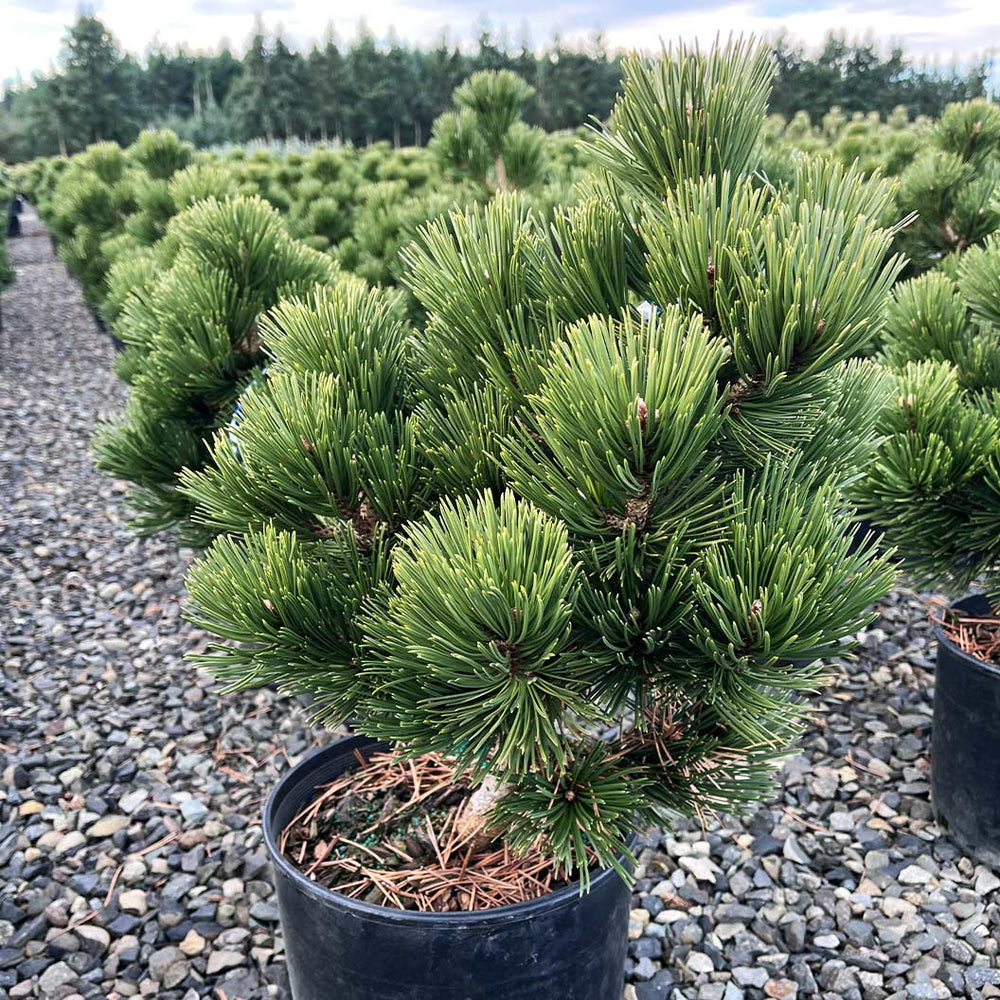 Iseli® Irish Bell Bosnian Pine Tree