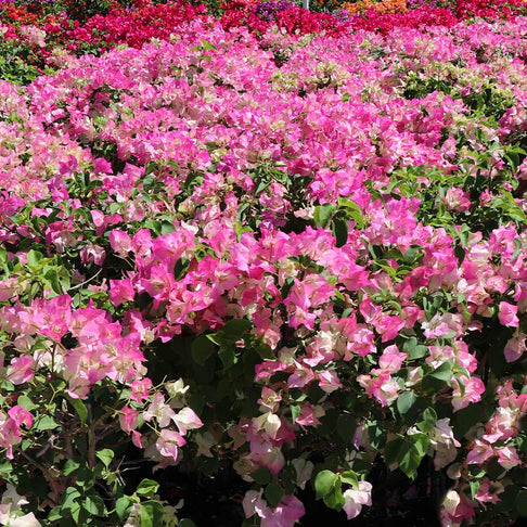 Thai Delight Bougainvillea Shrub