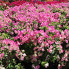 Thai Delight Bougainvillea Shrub