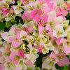 Thai Delight Bougainvillea Tree