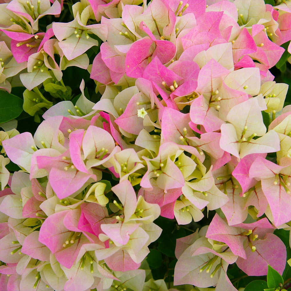 Thai Delight Bougainvillea Tree