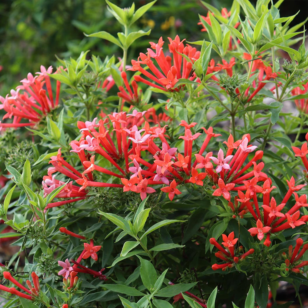 Proven Winners® Estrellita Little Star Firecracker Shrub