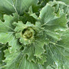 ‘Osaka White’ Ornamental Cabbage