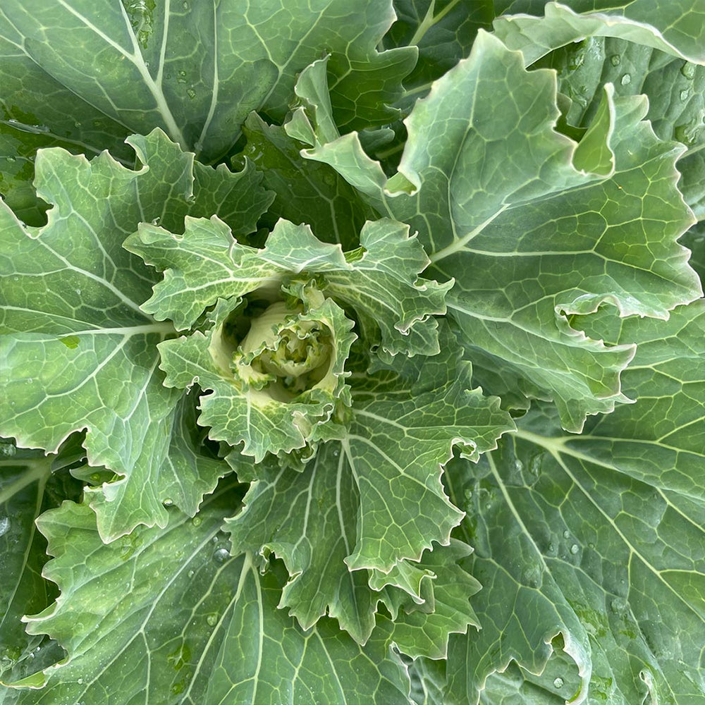 ‘Osaka White’ Ornamental Cabbage