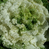 White Kamome Ornamental Kale