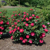 Bloomables® Brick House® Pink Rose