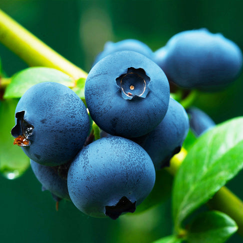 Brightwell Blueberry Bush