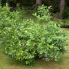 Brightwell Blueberry Bush