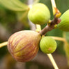 Brown Turkey Fig Bush