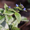 Silver Heart Brunnera Plant