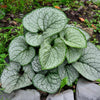 Silver Heart Brunnera Plant
