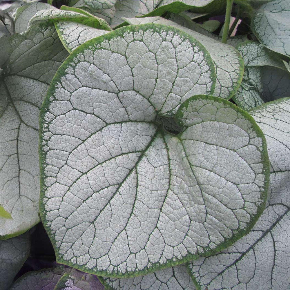 Silver Heart Brunnera Plant
