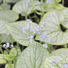 Silver Heart Brunnera Plant