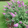 Proven Winners® Pugster Pinker Butterfly Bush