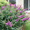 Proven Winners® Pugster Pinker Butterfly Bush