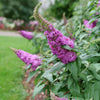 Proven Winners® Pugster Pinker Butterfly Bush
