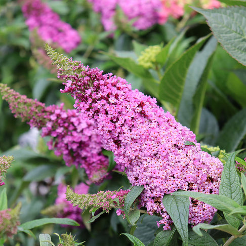 Proven Winners® Pugster Pinker Butterfly Bush