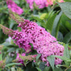 Proven Winners® Pugster Pinker Butterfly Bush
