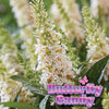 Butterfly Candy® Li'l Coconut Butterfly Bush
