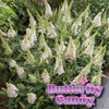 Butterfly Candy® Li'l Coconut Butterfly Bush