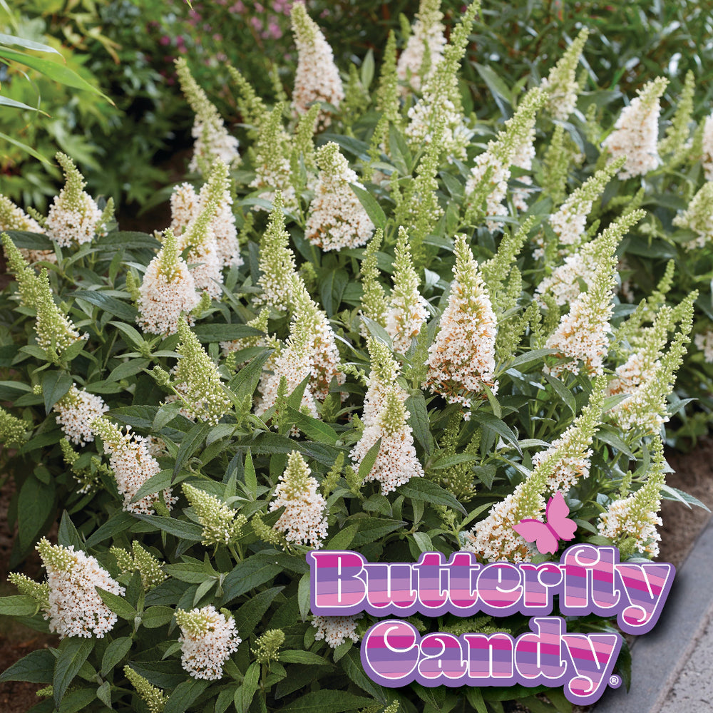 Butterfly Candy® Li'l Coconut Butterfly Bush