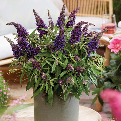 Butterfly Candy® Li'l Grape™ Butterfly Bush