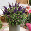 Butterfly Candy® Li'l Grape™ Butterfly Bush